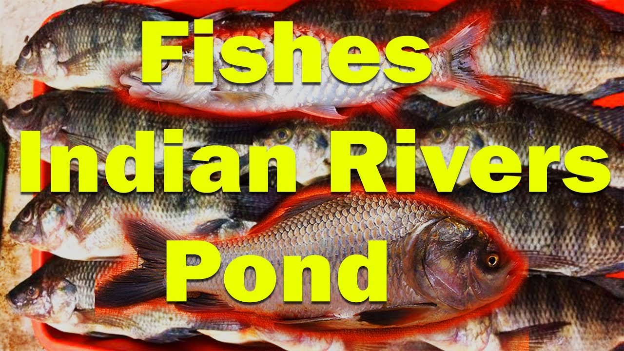 Most Popular Freshwater Fishes of Indian Rivers and Pond