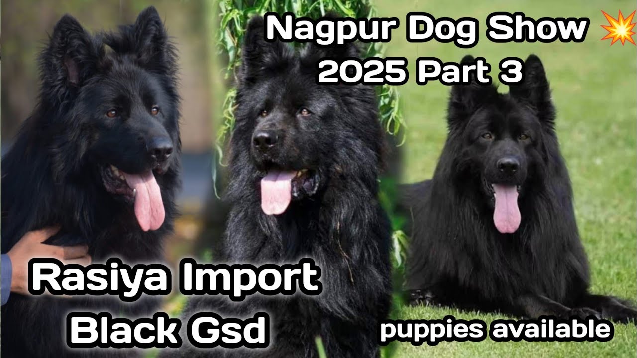 Rasiya से import किया German shepherd dog 💥 Rasiya import German Shepherd Dog in Nagpur dog show2025