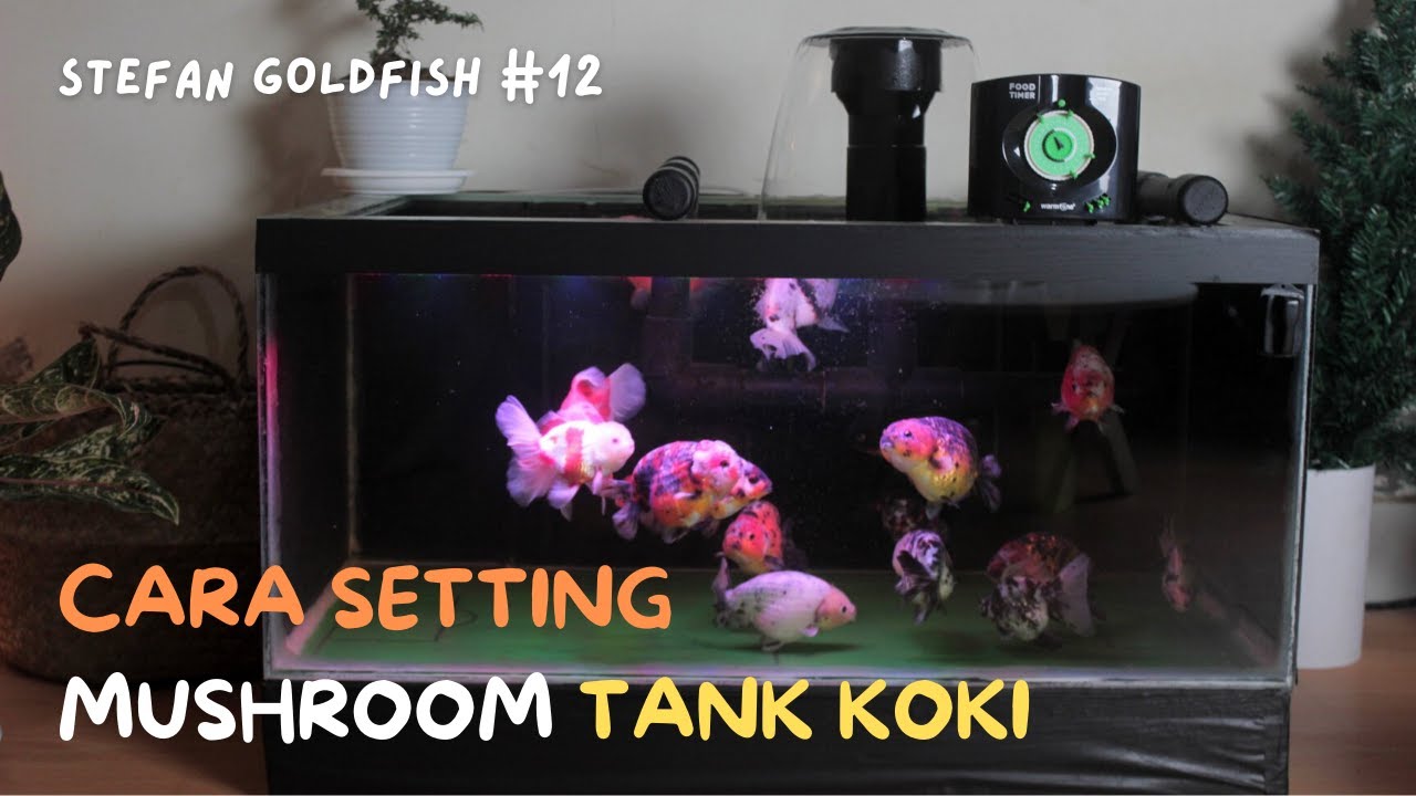 CARA MENSETTING MUSHROOM UNTUK TANK IKAN KOKI #mushroomikankoki #settingmushroomaquarium