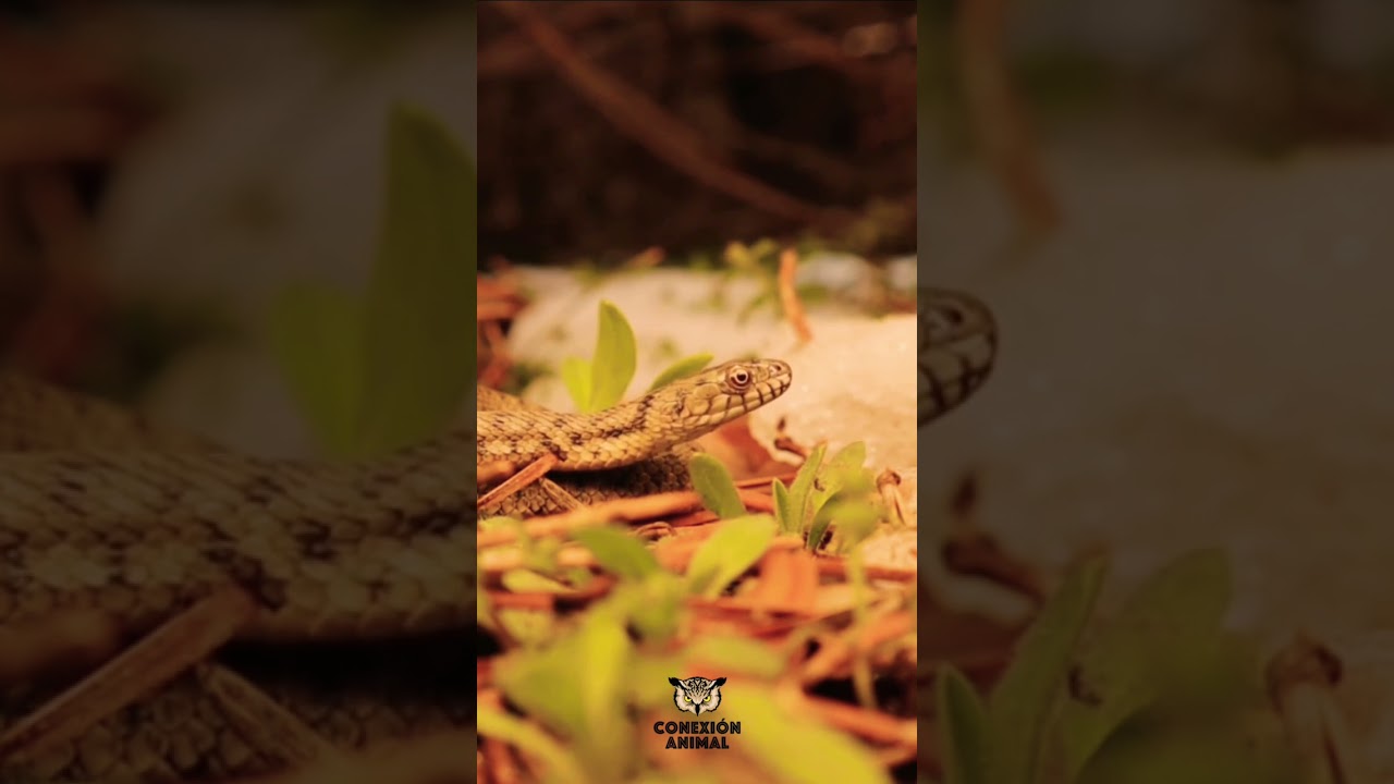Que es la Brumaci&oacute;n ?      #shorts #viral #video #youtube #animales #fyp #fypシ #videoshort #fy