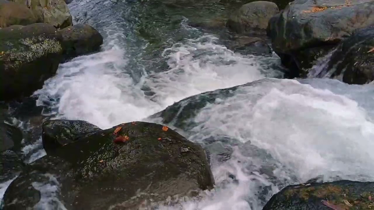 Beautiful River and Calming Nature Sounds, Relaxing, Nature Sleep Sounds, Forest Sounds for Sleep