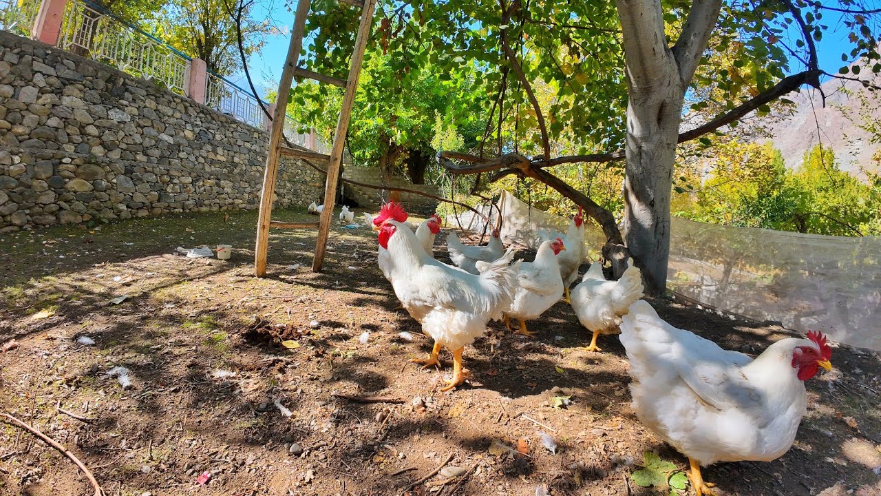 Peaceful Village life | Free Range Chicken in Garden | VillageFarming.
