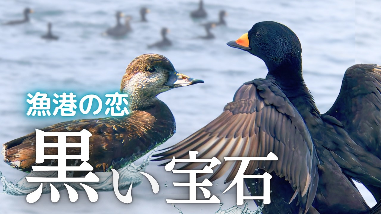 【レア】恋の行方が気になるクロガモの群れ｜千葉の漁港