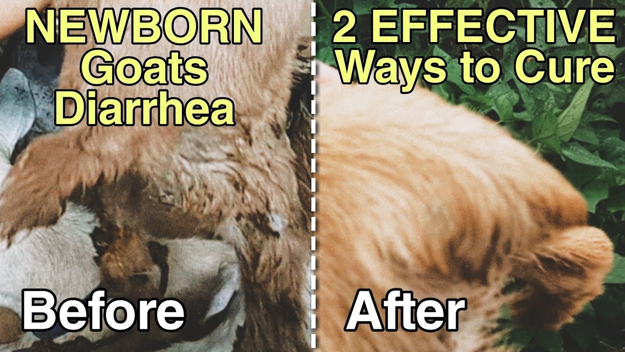GOAT SERIES #24: Paano Gamutin ang Pagtatae ng Newborn Goats | Native Goats