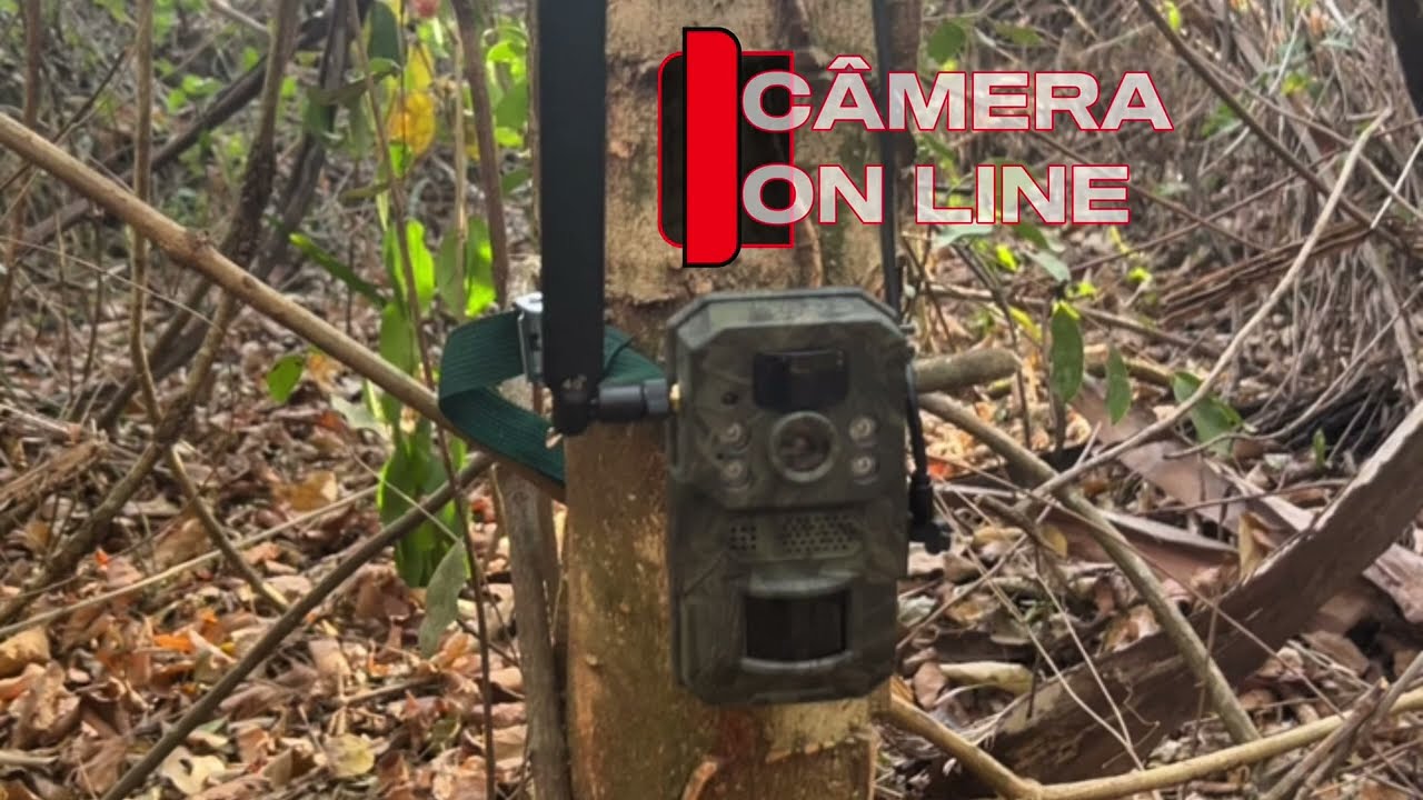 “Nossa nova Ai Trail Camera 4G já está funcionando online” #cameras #natureza #online 