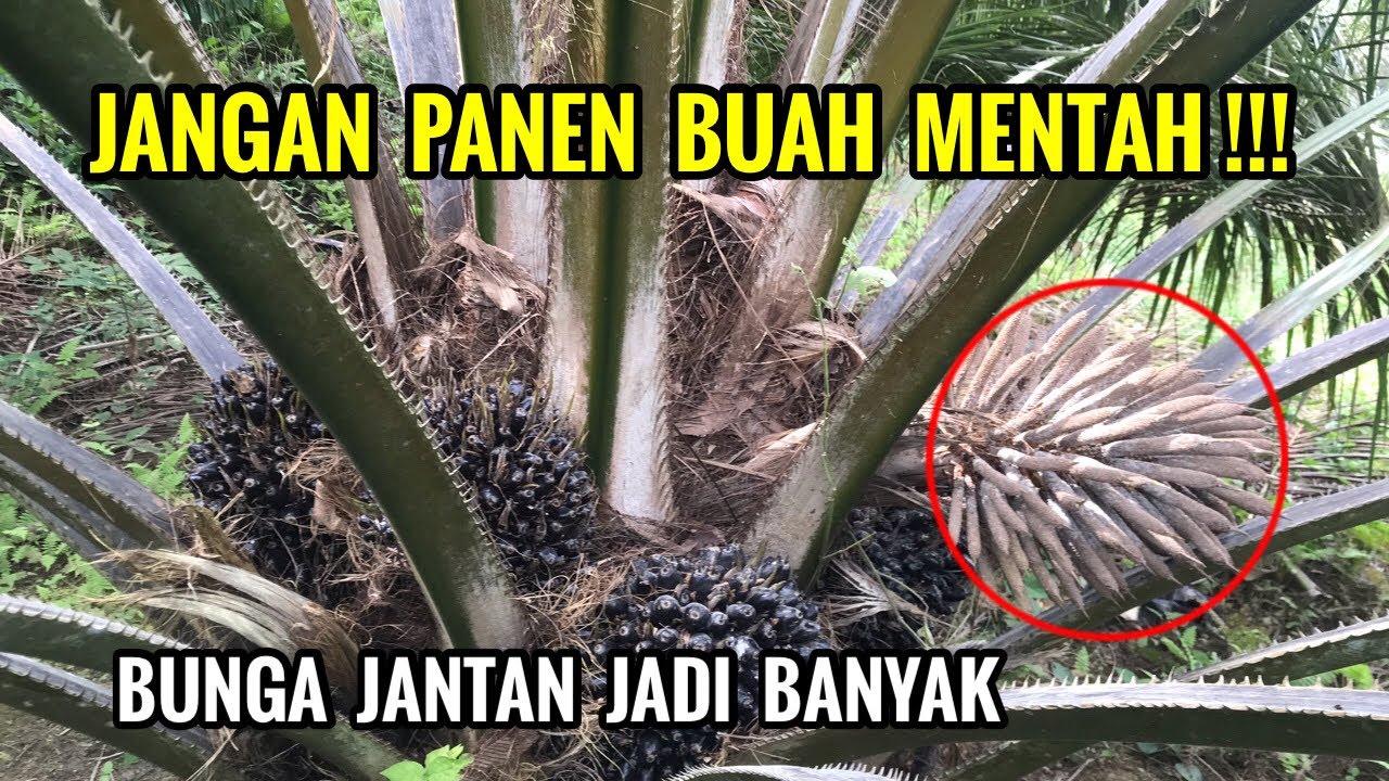 Ini kerugian fatal panen sawit mentah dan terlalu masak (Overripe)