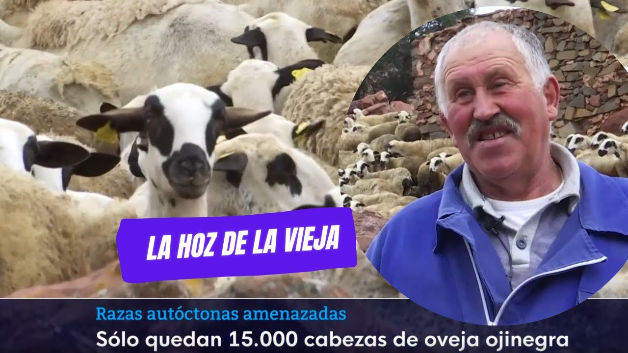 Oveja Ojinegra | Razas aut&oacute;ctonas amenazadas | Noticias Arag&oacute;n 2 - 27/03/25