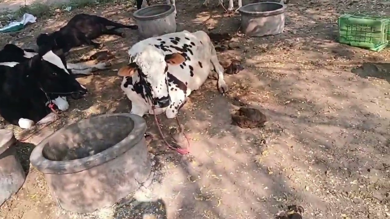@कामात काम वाढून बसले ###