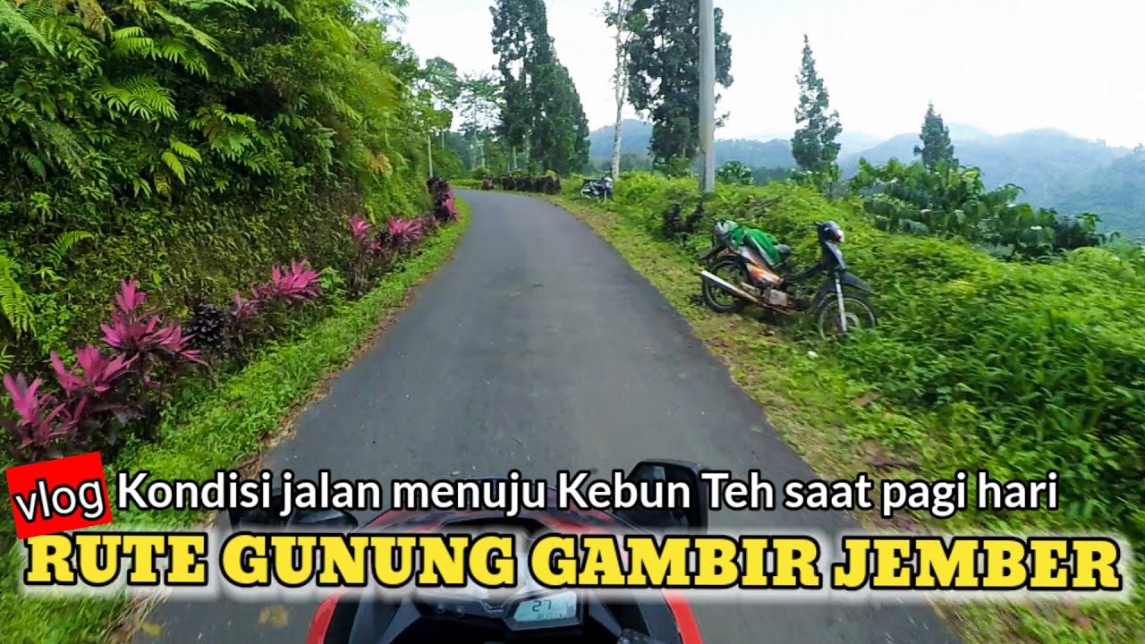 Perjalanan menuju Kebun Teh GUNUNG GAMBIR JEMBER | INDAHNYA PEMANDANGAN BAWAH LERENG GUNUNG ARGOPURO