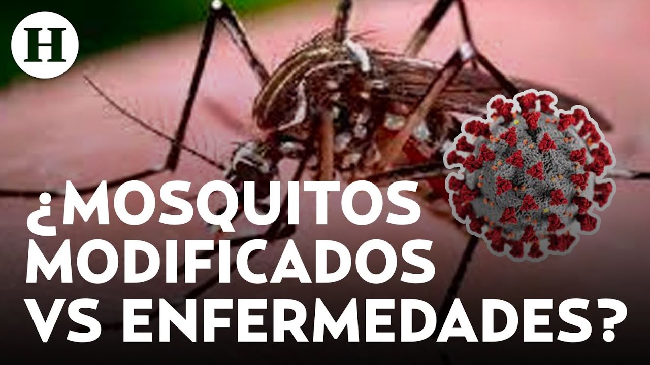 Científicos modifican mosquitos de laboratorio para frenar enfermedades como el dengue o la malaria