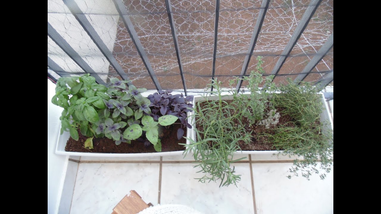 Horta - Plantando ervas aromática