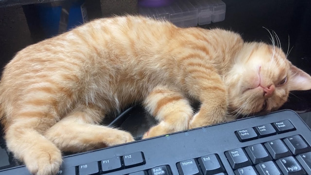 ちびネコちゃんのその後