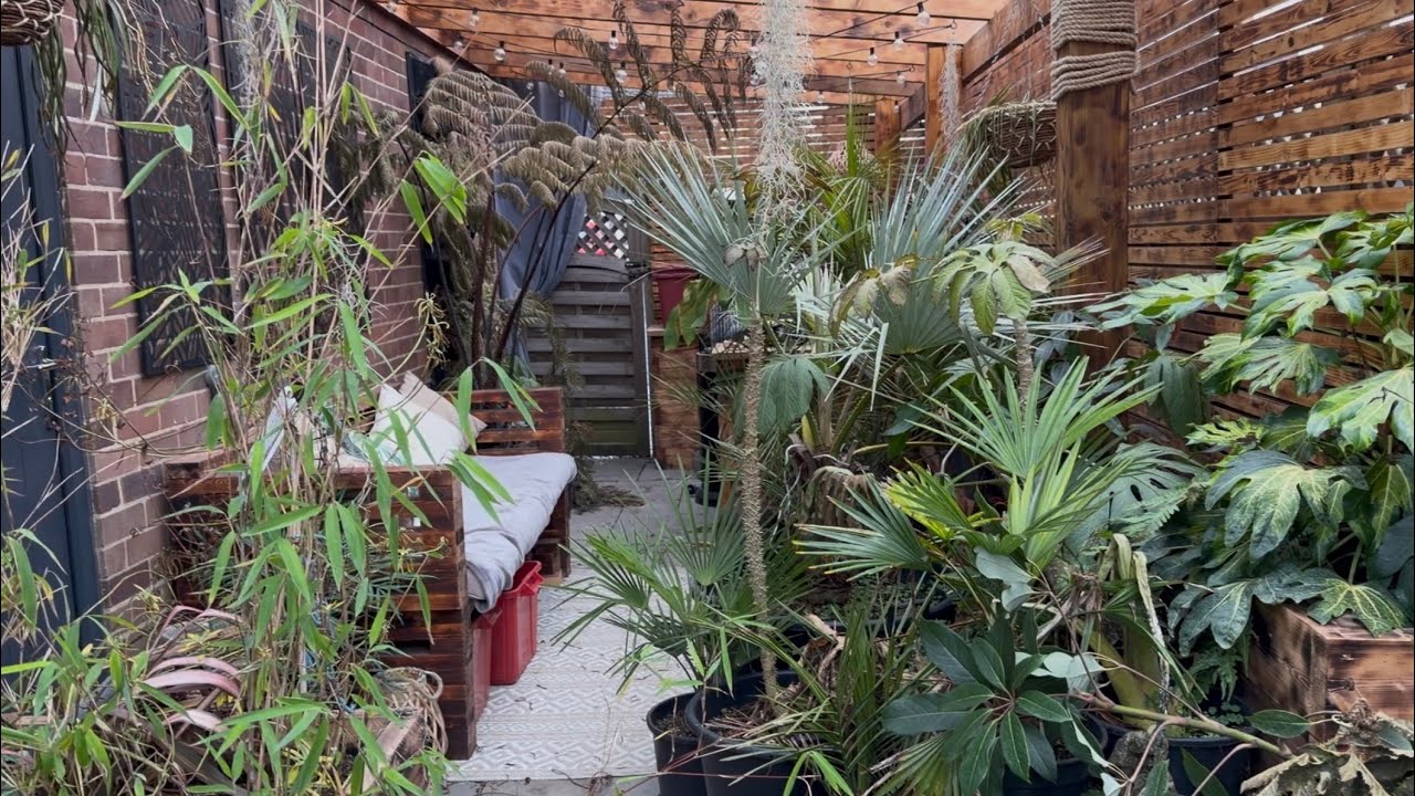 Экскурсия по тропическому саду с перголой, январь 2026 г. 🌴Успехи и неудачи