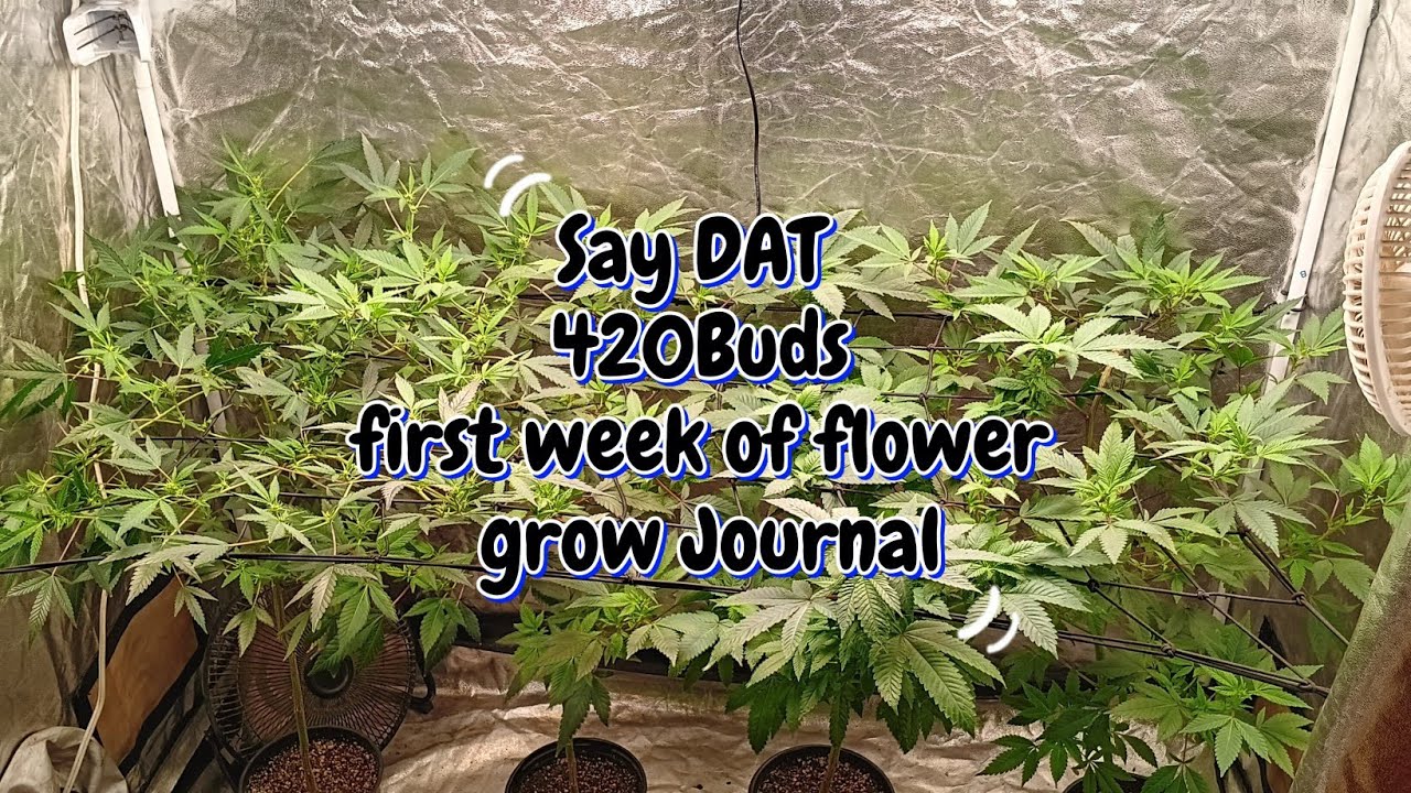 Beginner grower what's wrong with my Garden Week 1 of Flower