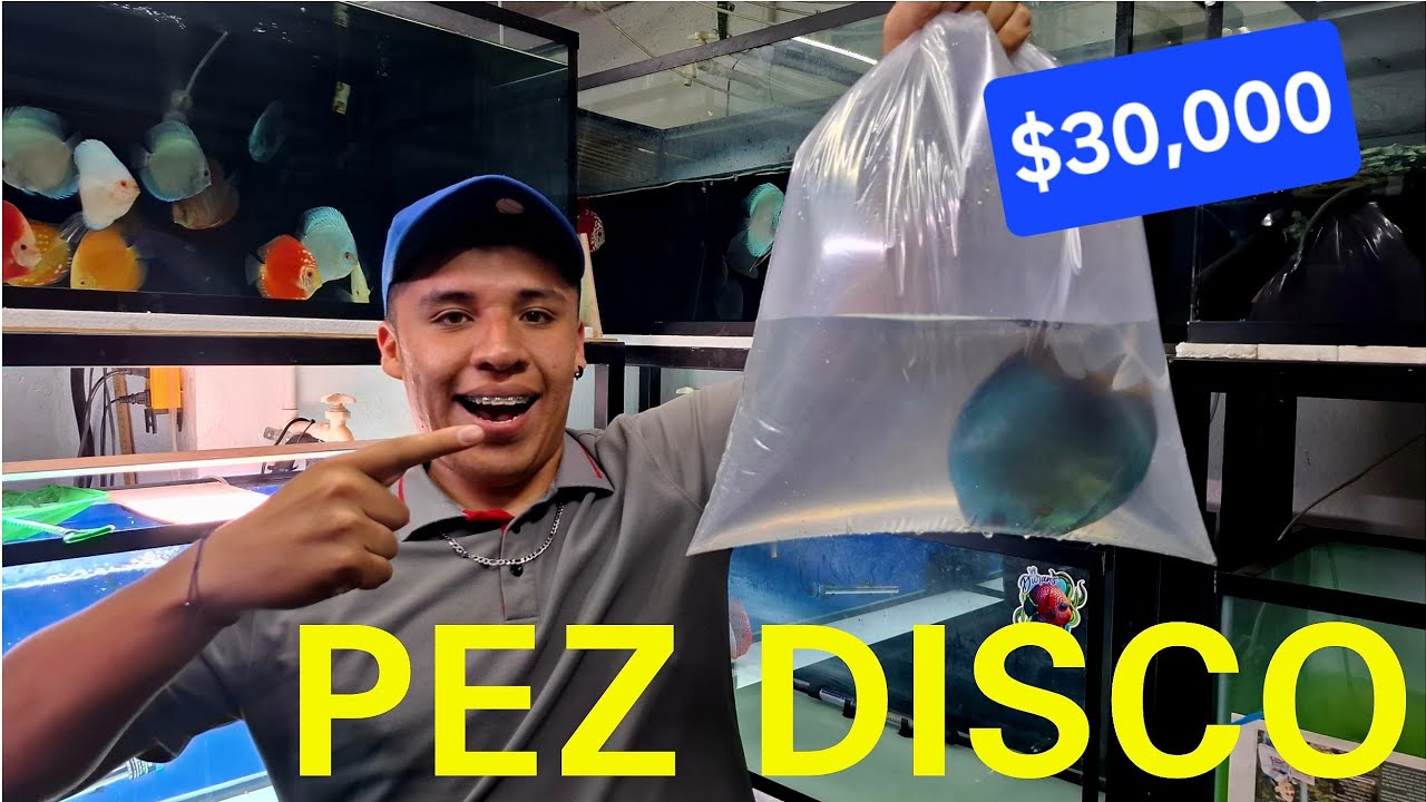Las Variedades mas Exoticas de una Importacion de Peces Disco (Chars Fishers)