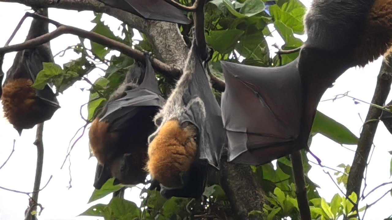 Turrella | Sydney Australia ~ Heading Out To A Suburban Bat Colony .