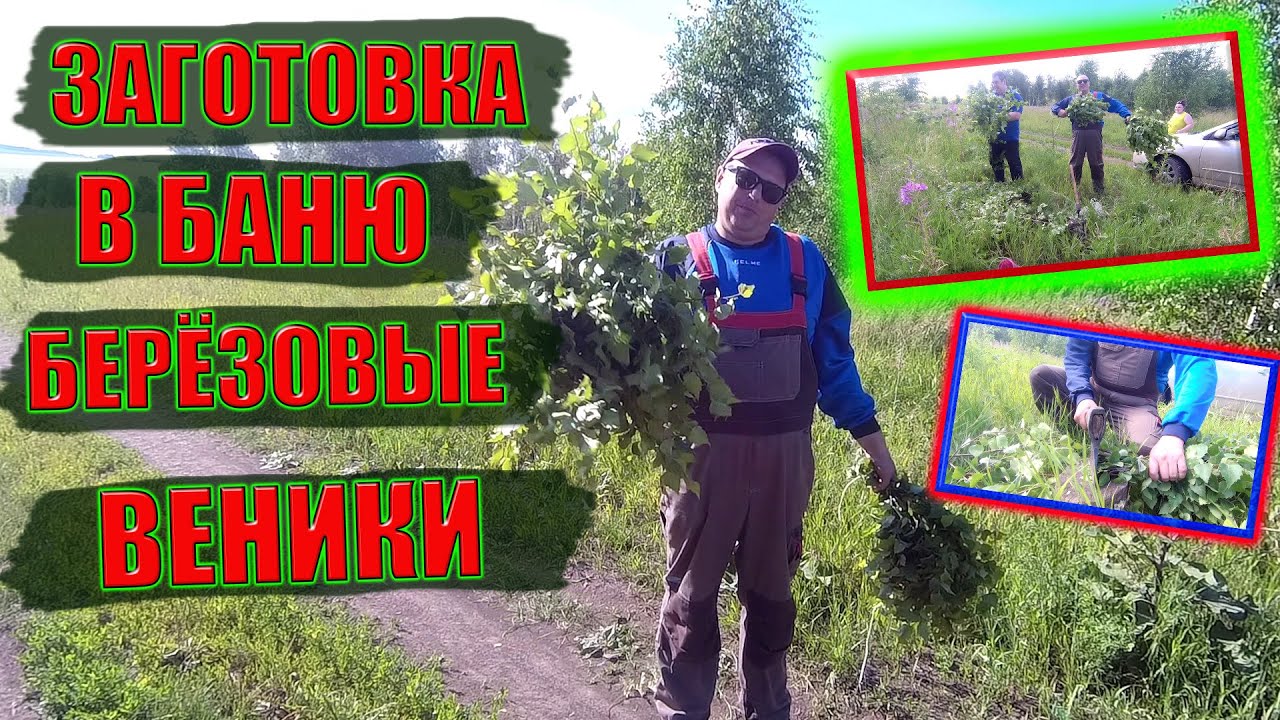 ЗАГОТОВКА БЕРЁЗОВЫХ ВЕНИКОВ