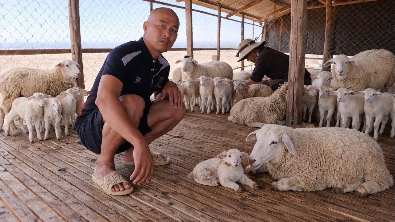 HÔM NAY CỪU MẸ ĐẺ KHÓ, PHẢI HỖ TRỢ KÉO CỪU CON RA 🐑 | CUỘC SỐNG NÔNG DÂN 