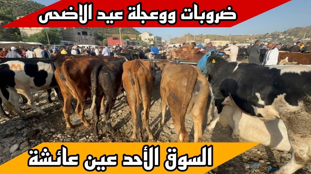 عجلة و ضروبات ثنيات سنين لحليب فسوق الاحد عين عائشة اليوم اقليم تاونات 02/06/2024