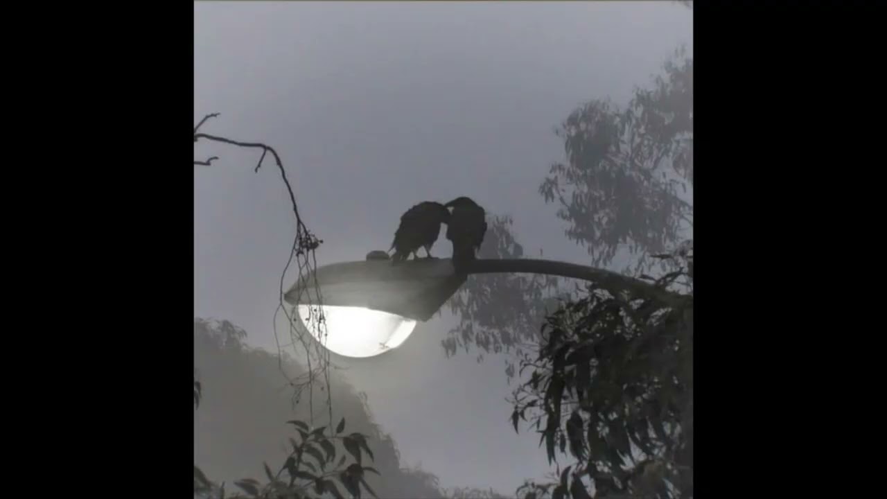 mareux - laugh now cry later (slowed + reverb)