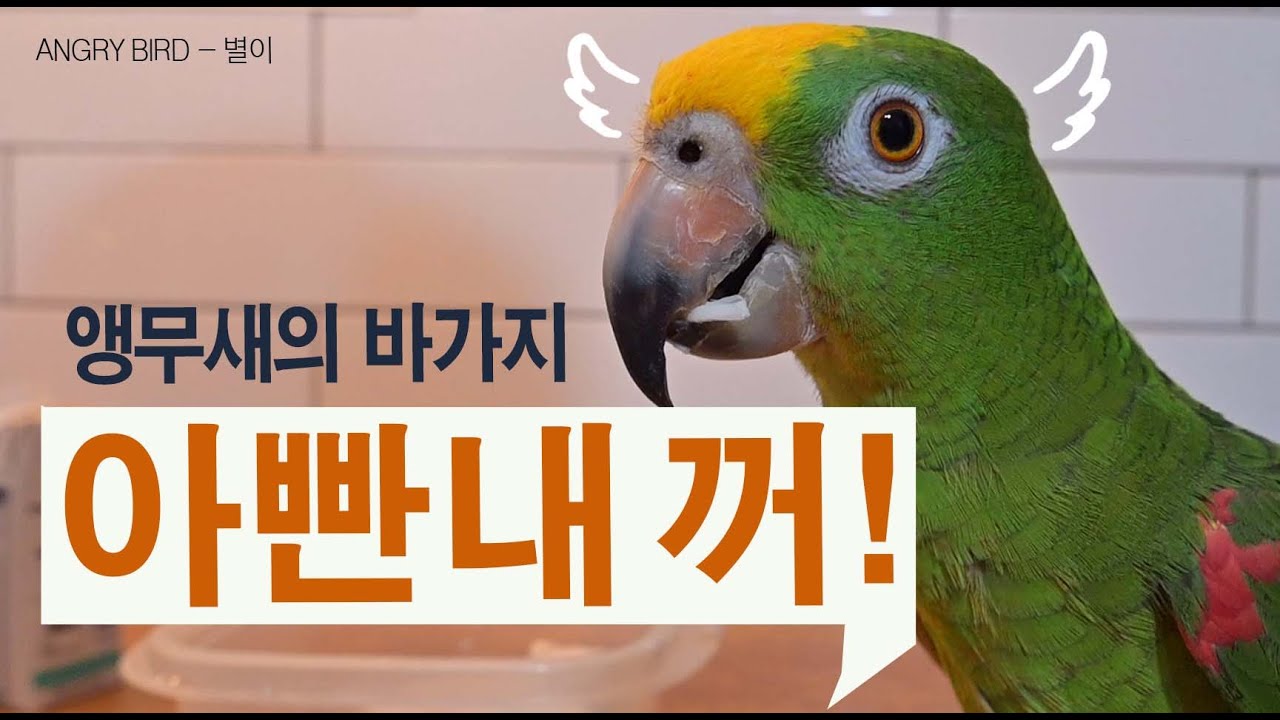 별이야 아빤 너한테 뭐니?  / 앵무새의 바가지!!/ 사람처럼 잔소리하고~ 화내고~ 앵무새와 인간의 싸움 / 사람과 대화하는 아마존 앵무새 / ANGRY BIRD