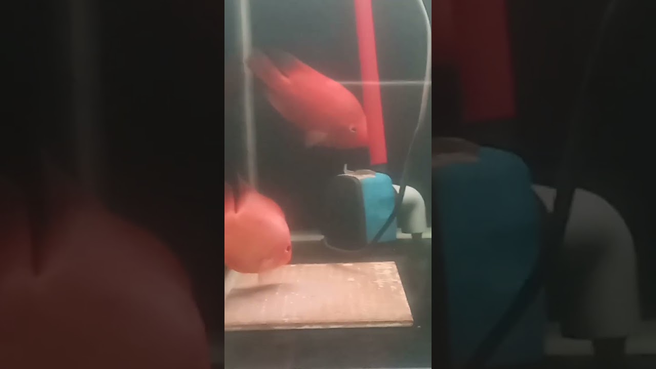 red mammon bertelur #chiclid #redperrot #redmammon #kingkongperrot #kingkongredmammon #predator