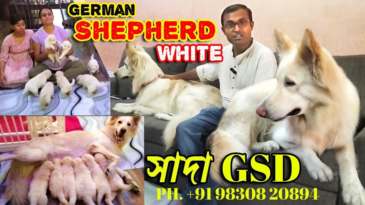 White german shepherd | Pet Market Kolkata | Dog Puppy Price Update | german shepherd | gsd | dogs