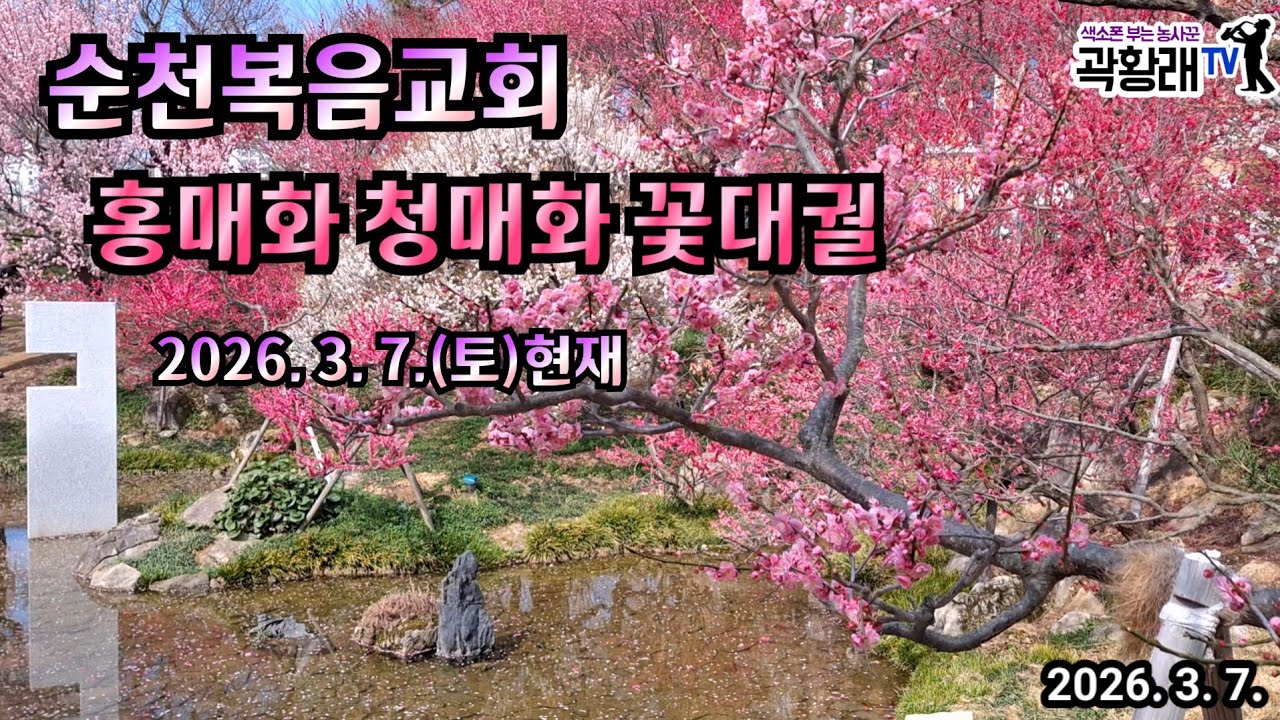 꽃대궐 순천복음교회 홍매화 청매화가 꽃대궐을 만들었어요 서둘러 찾아가보세요