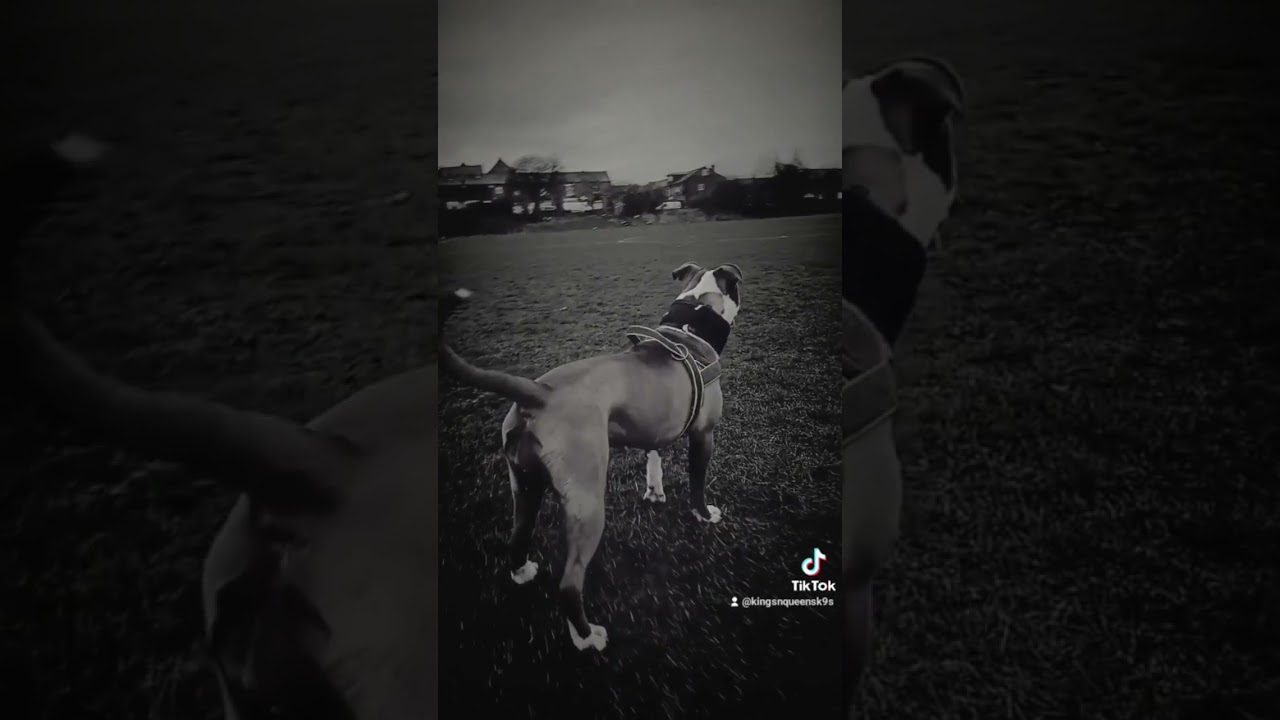 follow on tiktok like share repost kallie 11 month old alapaha blue blood bulldog #alapahabulldog