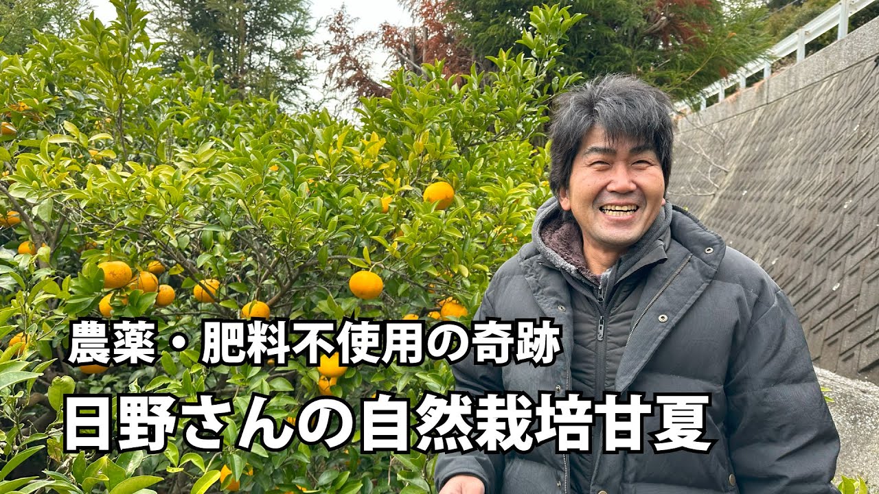 【自然栽培甘夏】存在が奇跡！日野さんが作る完全無農薬・無肥料栽培の甘夏。しかも甘くて絶品！