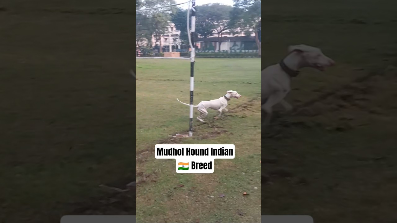 Mudhol Hound Indian Breed 