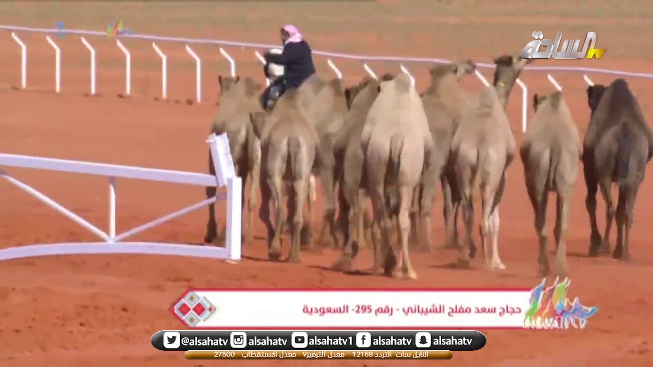 التحدي النهائي بين ناصر السبيعي و حجاج  الشيباني في مسابقة طبع الإبل المرحلة النهائية