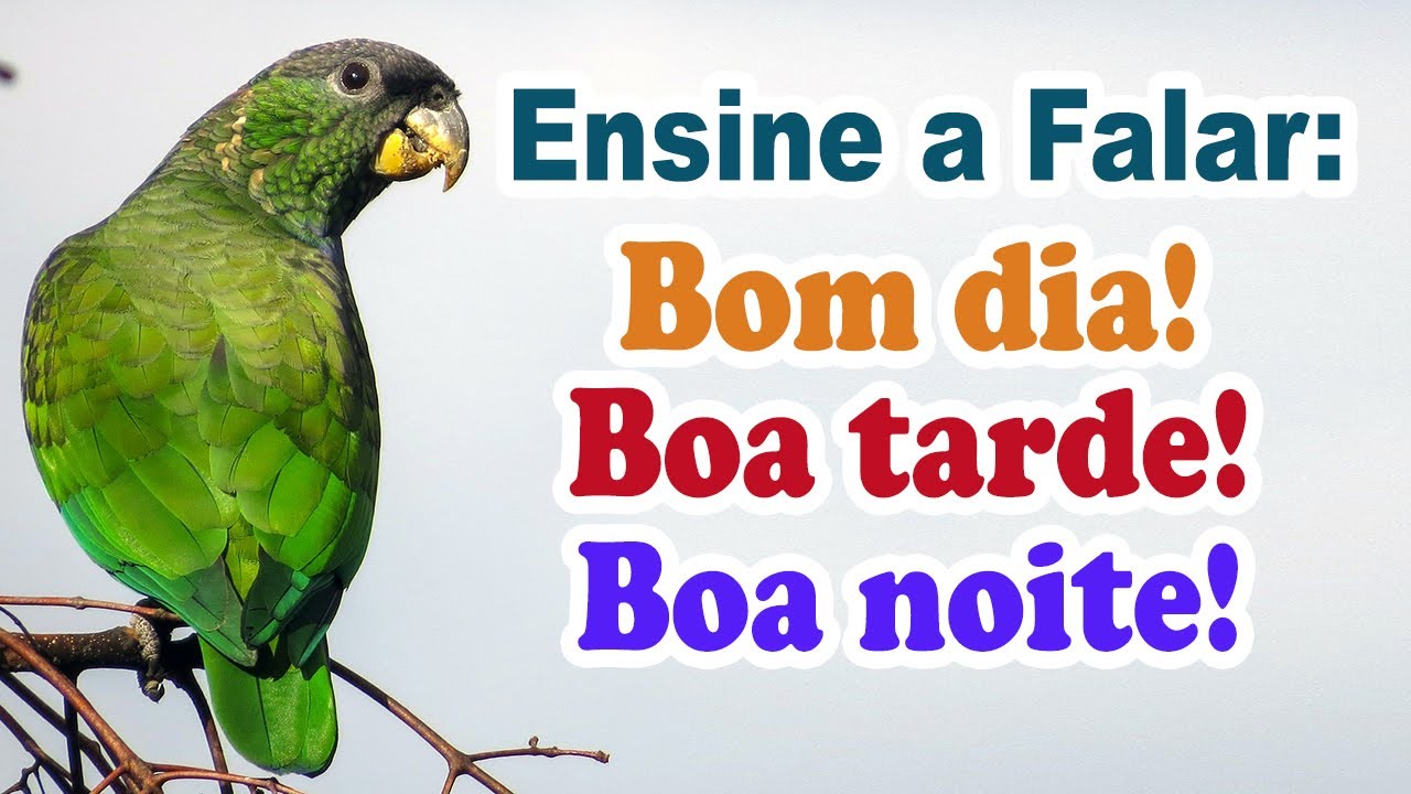 Frases para ensinar papagaio a falar! Ensine seu papagaio a falar! Treinamento de papagaio