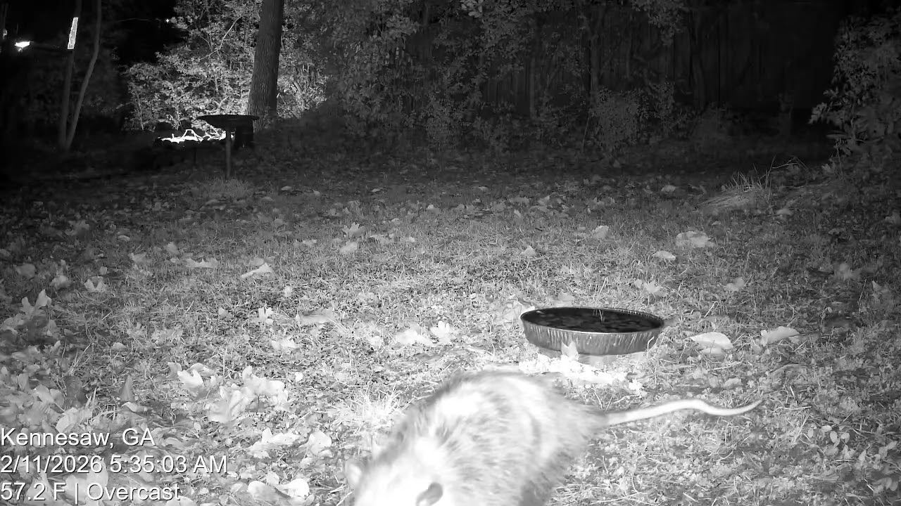 Opossum stops by for an early breakfast - Feb 11, 2026