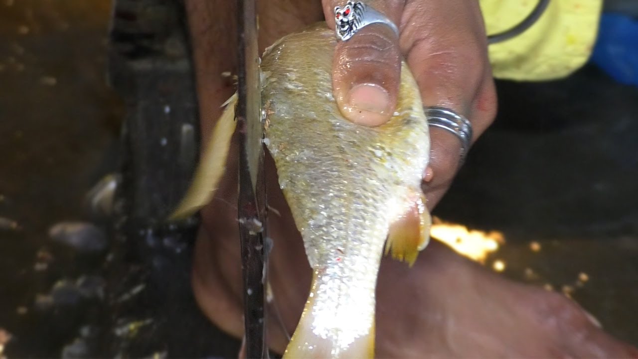 The technique of cutting Datne Fish~*~{Datne Fish cutting}~*~Delicious marine Datne Fish