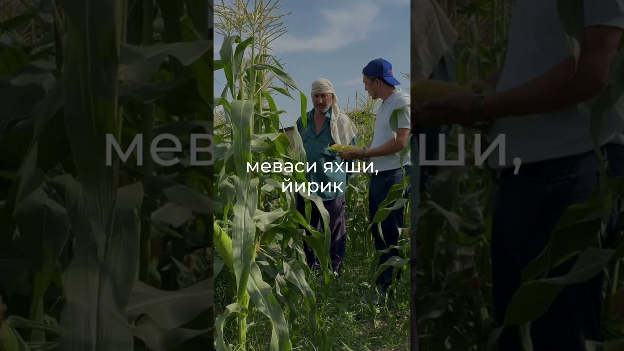 🌽 HIGLOW 52 | Тошкент шахар, Сергели тумани, Кўшкўрғон