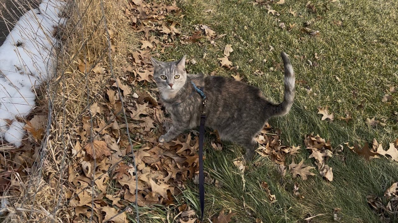 Koala walks on a sunny February Thursday :)  