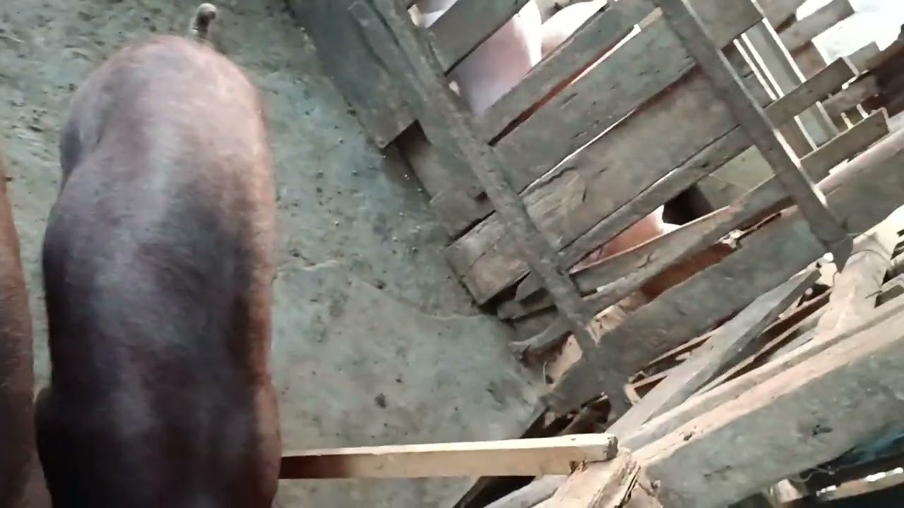 Duroc pure breed! An thang chak fu! 