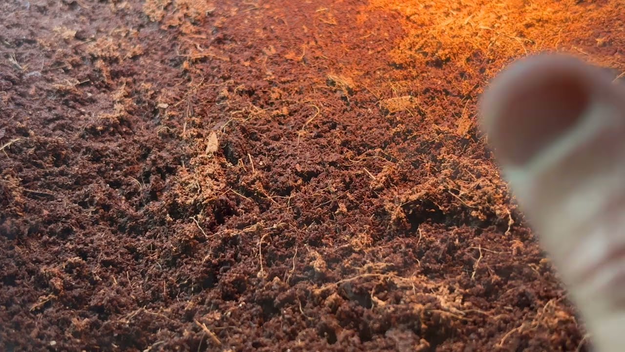 Burrowing in the soil - African Bullfrog - Pyxicephalus Adspersus - care