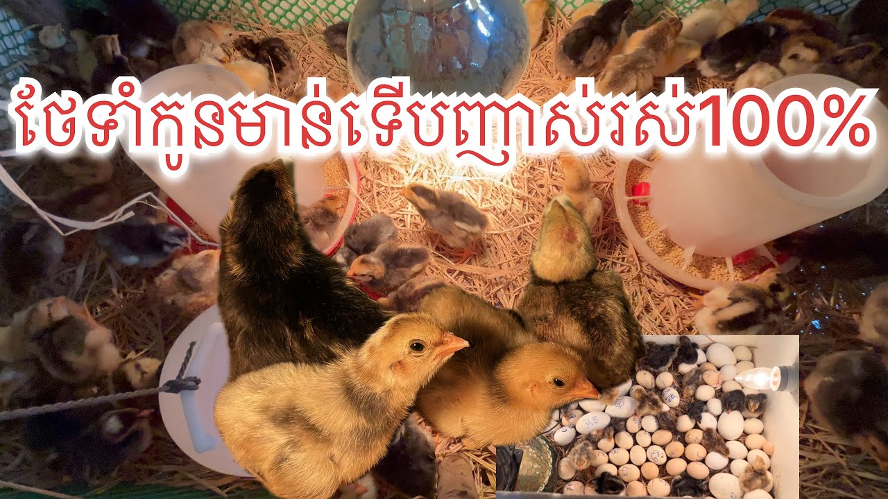 របៀបថែទាំកូនមាន់ទេីបញាស់អោយរស់100%