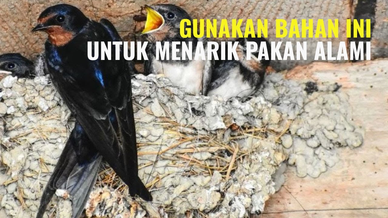 PAKAN WALET ALAMI - MELIMPAH RUAH DI SEKITAR KITA!
