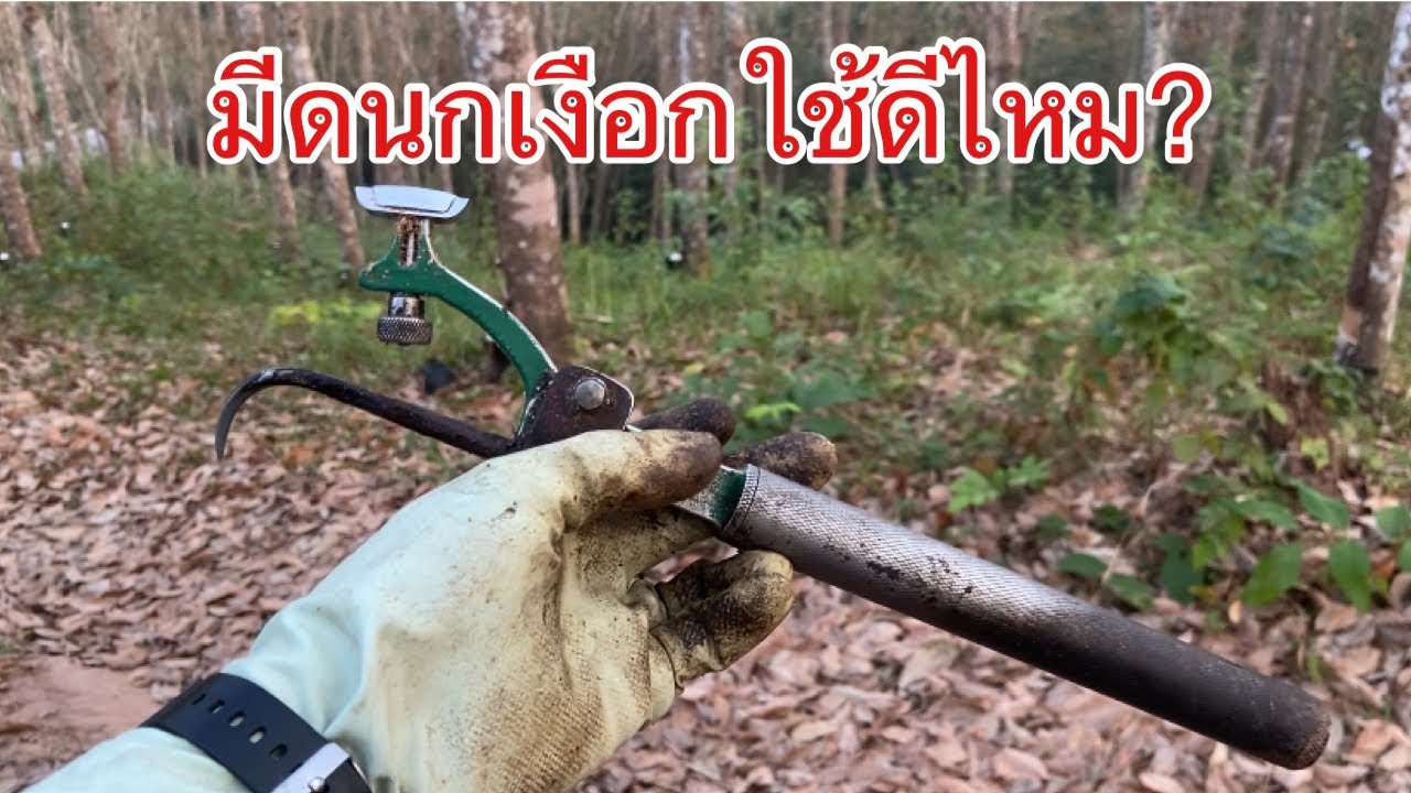 มีดกรีดยางนกเงือกใช้ดีไหม หลังจากใช้งานมานาน