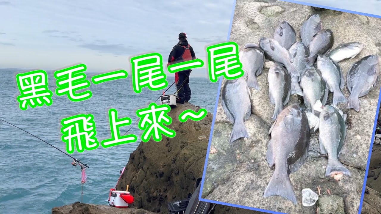 【基隆嶼磯釣】黑毛一尾接一尾的拉是正常的嗎？技術有差趕快偷學起來！  at 基隆嶼 Taiwan RockFishing Keelung Island