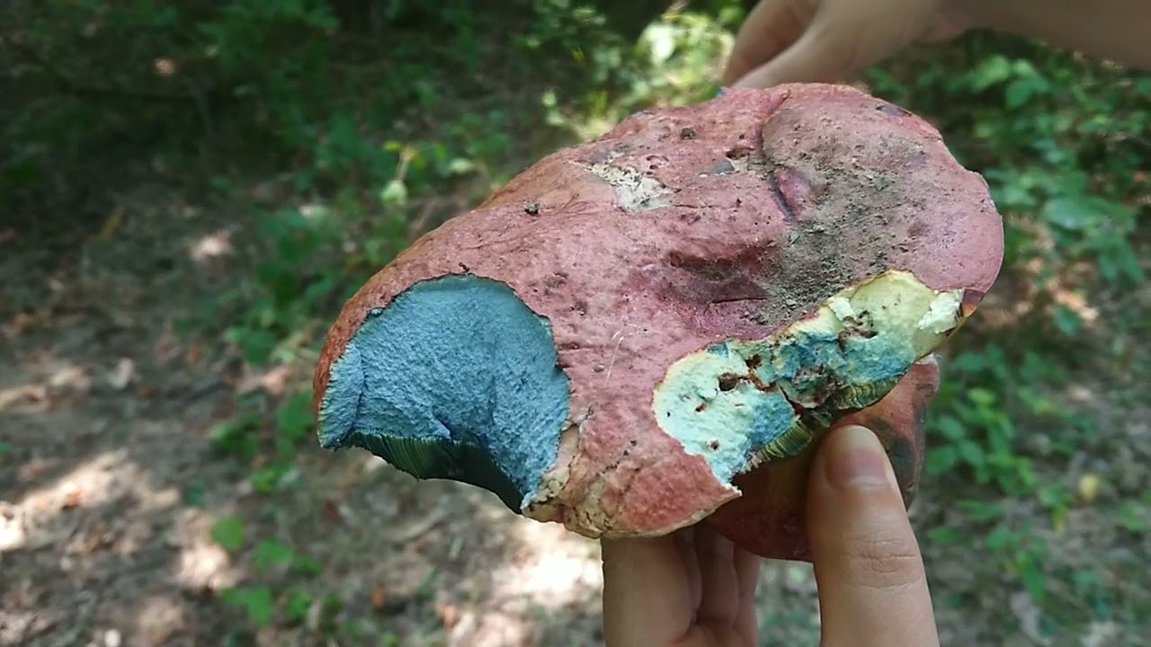 Kızıl Bolet (Neoboletus luridiformis)