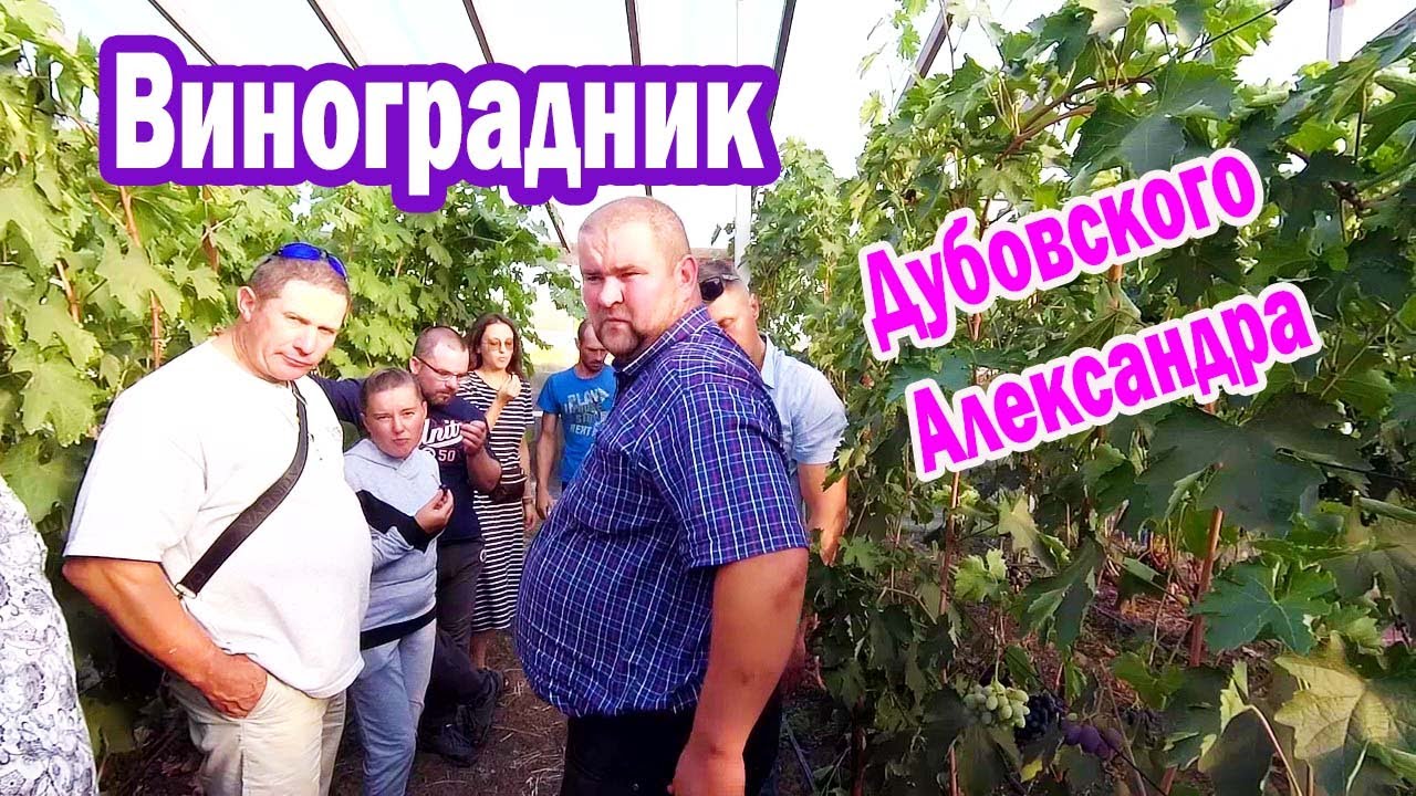 🔴🔴Изюм на кустах и пасынковые грозди винограда / Виноградник и теплицы Дубовского Александра