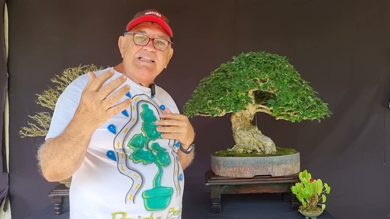 Bonsai nativo