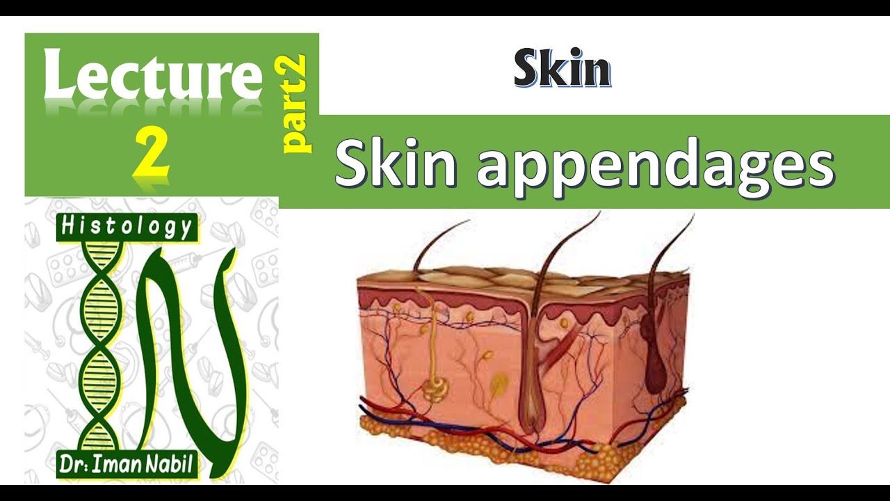 2b-Histology of the dermis part2-Skin appenges- Skin