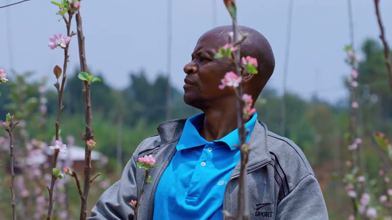 Blooming season for apple trees in Burundi At VEDIPO+