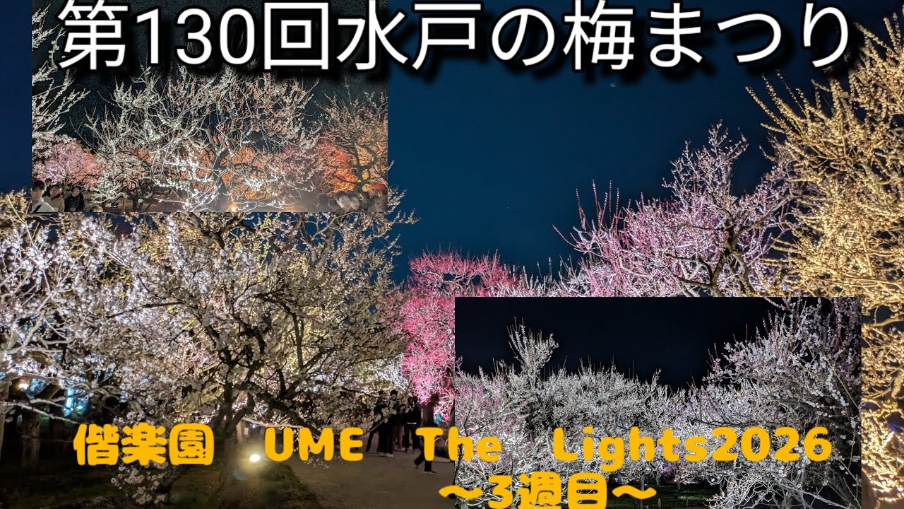 第130回水戸の梅まつり　偕楽園　UME　The　Lights2026　〜3週目〜