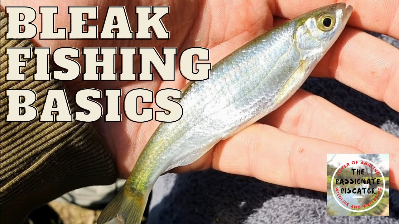 A Bleak Day Out - Float Fishing for Mini Species on the Kennet and Avon Canal